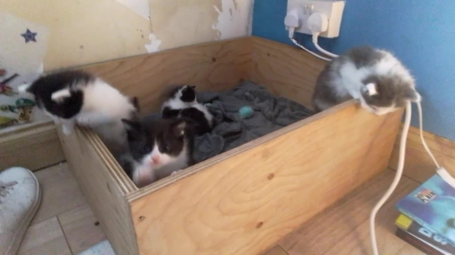 Ragdoll cats for sale: ragdoll X kittens £150 ready Now - Video 5