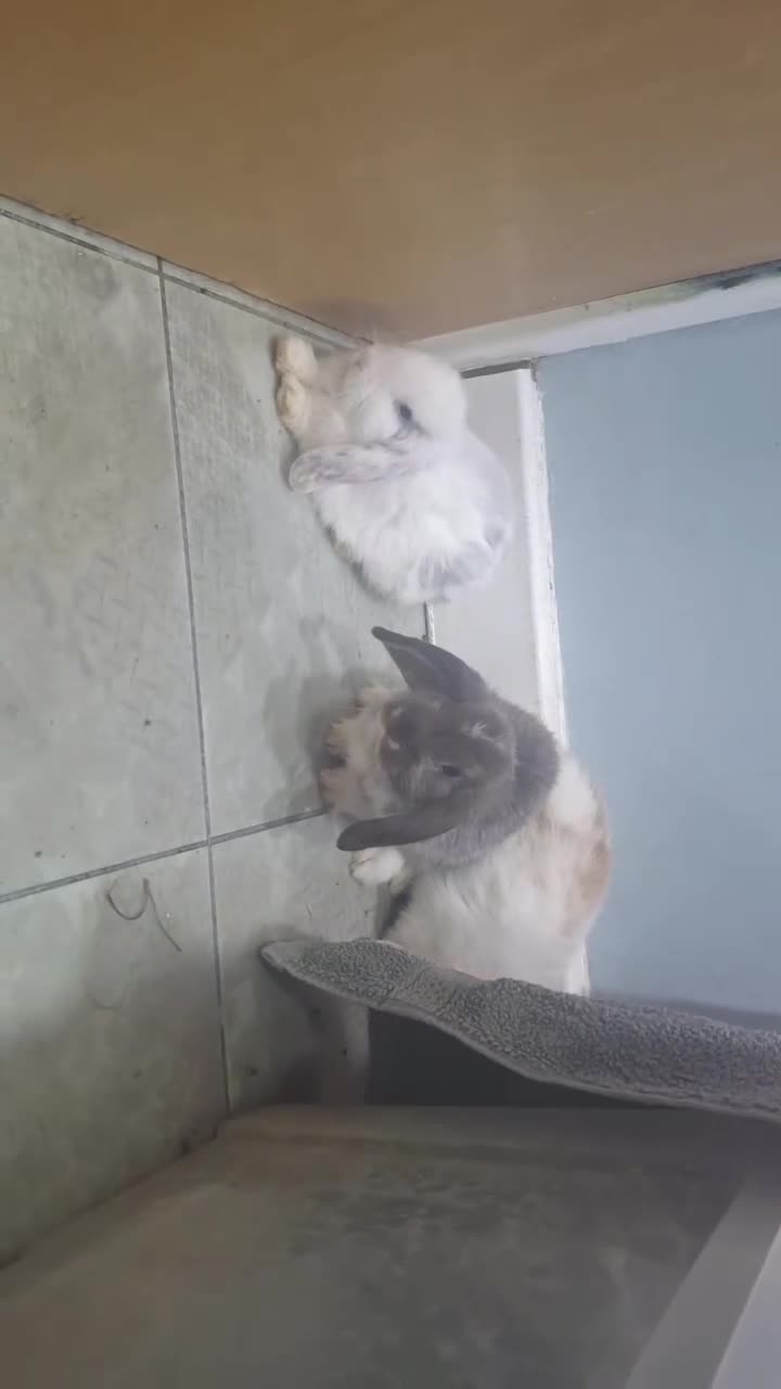 Mini Lop rabbits for sale: 5 beautiful mini lops, 3 boys, 2 girls - Video 5