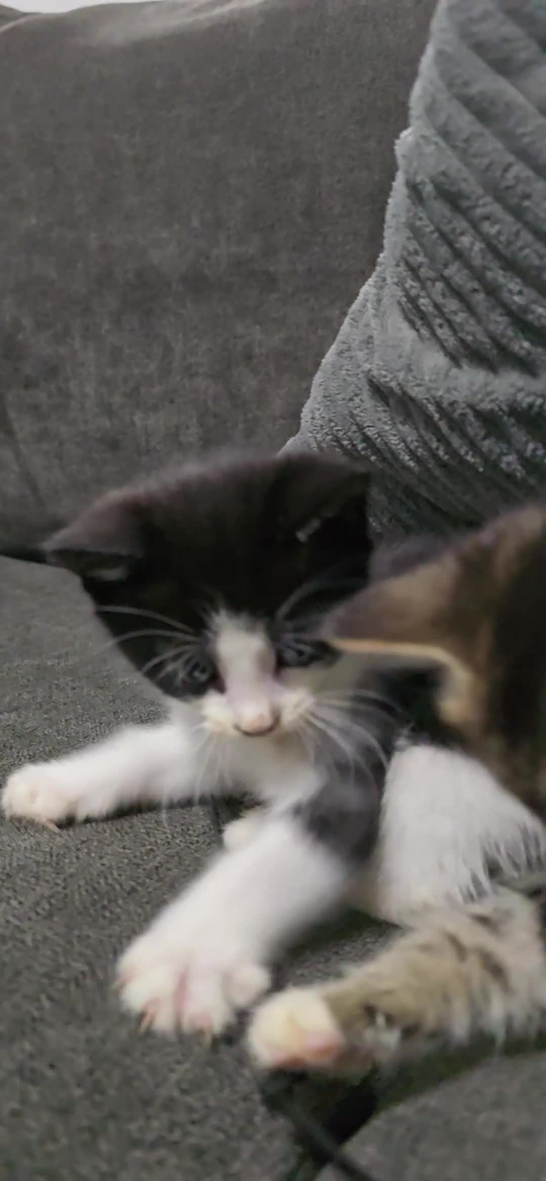 Mixed Breed cats for sale: Two playful loving kittens - Video 1