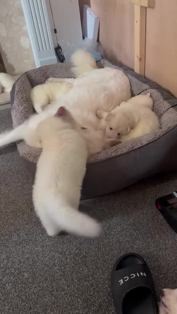 German Shepherd dogs for sale: Straight Back White German Shepherd Pups 🐶 🐕  - Video 1