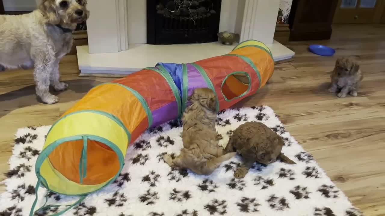 Cavapoo dogs for sale: Beautiful F1B Cavapoo Puppies DNA tested. - Video 4