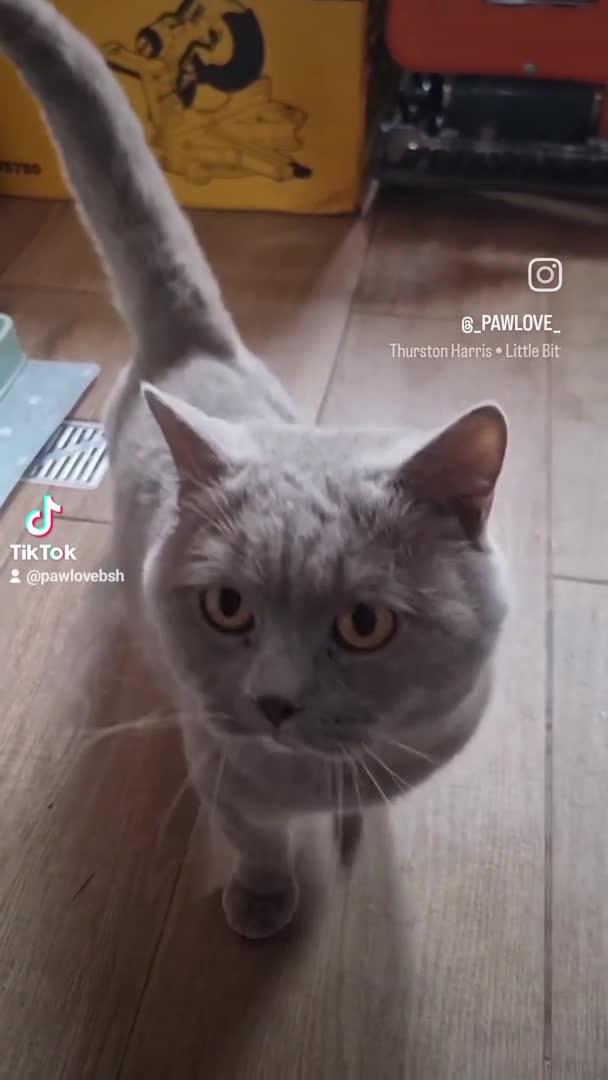 British Shorthair cats for stud: Proven Stud - British lilac Shorthair - Video 1