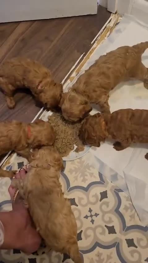 Cockapoo dogs for sale: 2nd generation cockapoo pups - Video 1