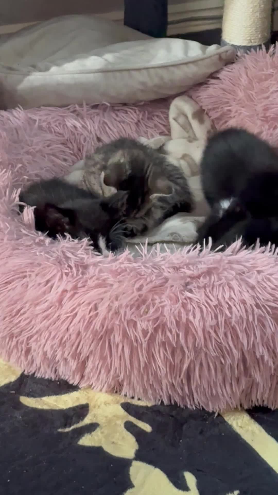 Mixed Breed cats for sale: 4 Gorgeous and playful kittens - Video 4
