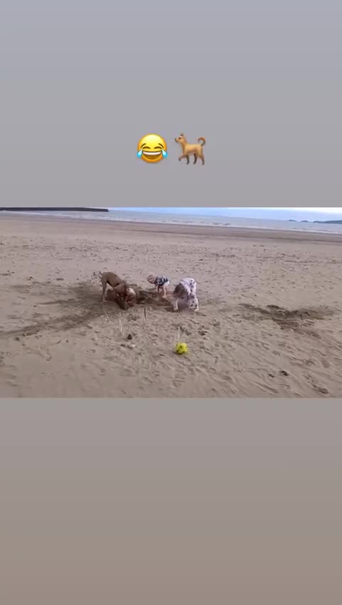 Mixed Breed dogs for adoption: Urgent Foster Needed  - Video 2