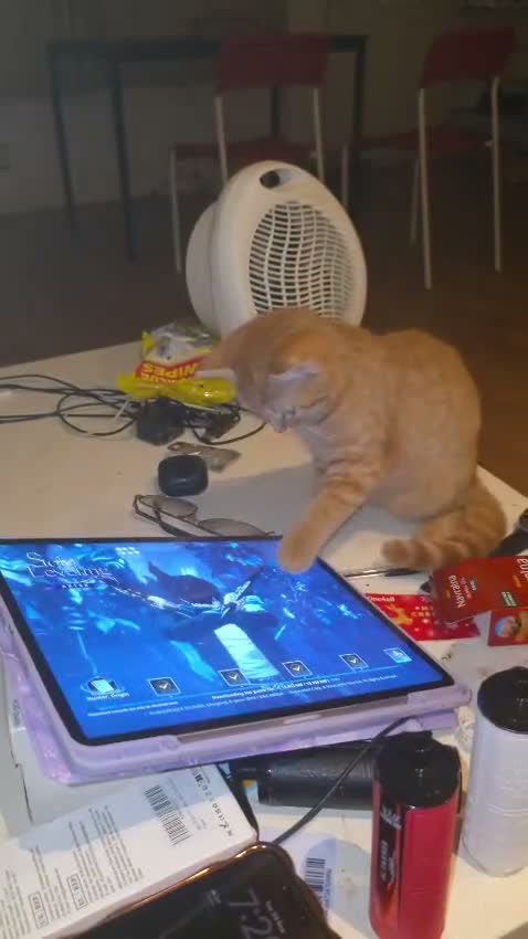 British Shorthair cats for sale: British shorthair kittens ginger  - Video 2