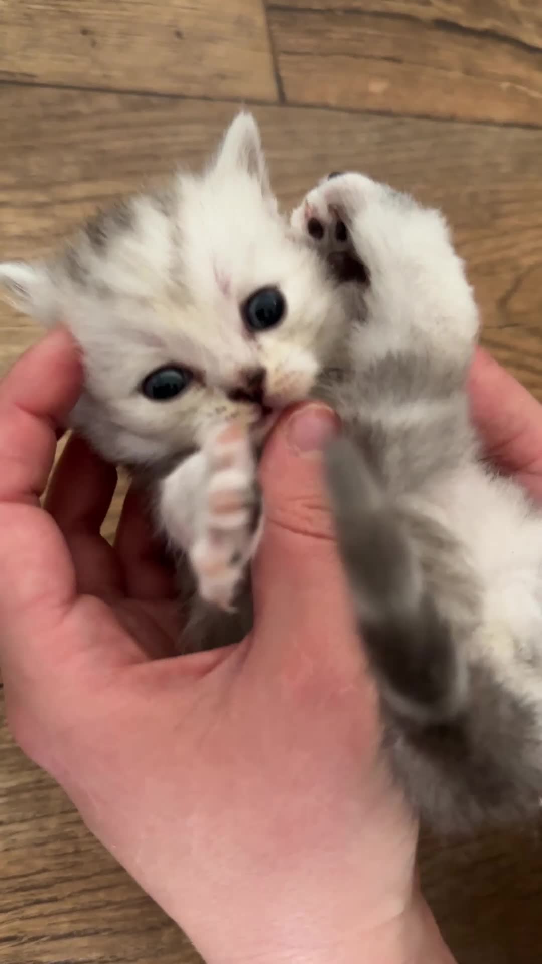 British Shorthair cats for sale: Chunky British Shorthair Kittens - Video 2