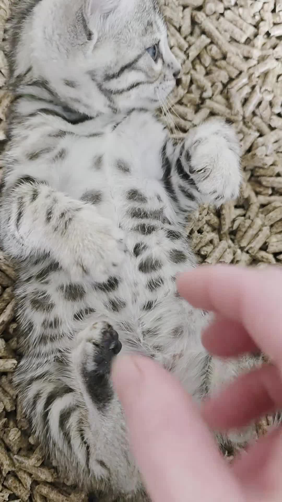 Bengal cats for sale: Gorgeous Health Tested Bengal Kittens  - Video 1