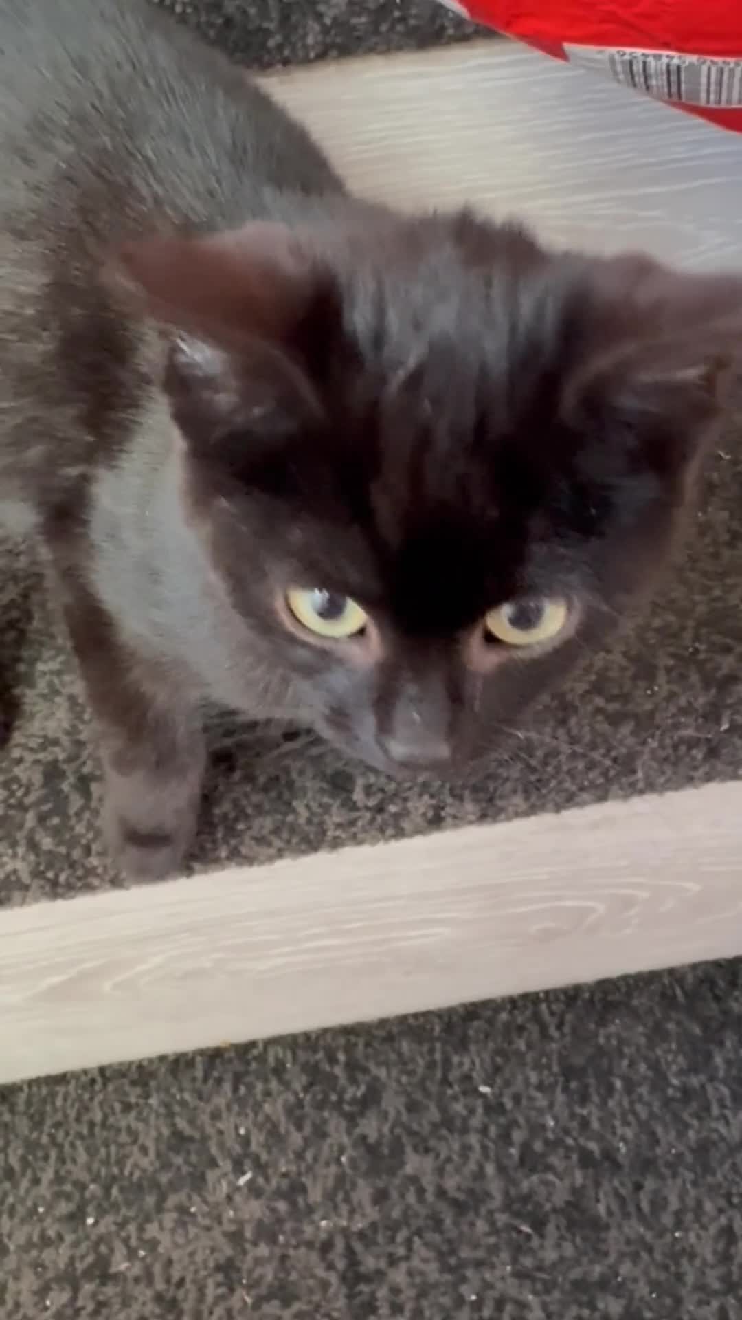 Mixed Breed cats for sale: Beautiful little cats and kitten for sale in Doncaster - Video 1