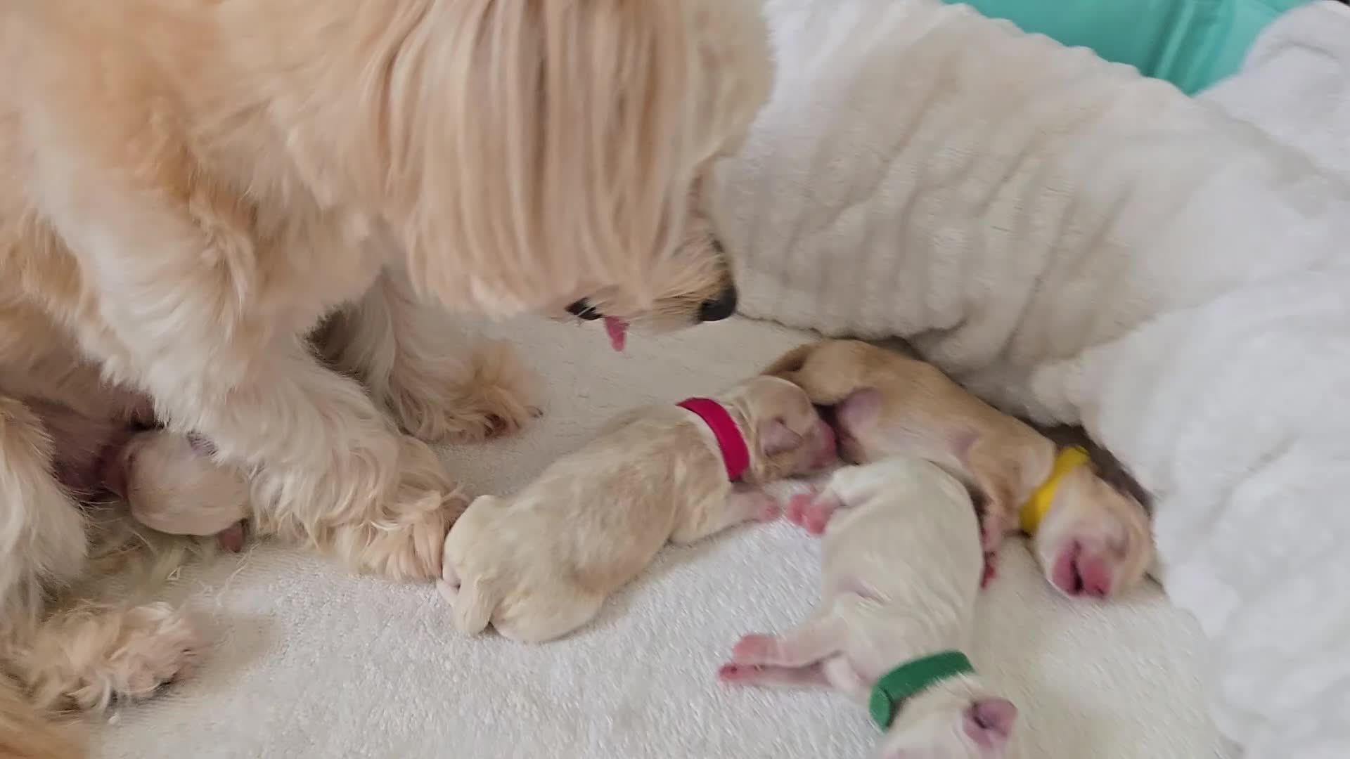 Maltipoo dogs for sale: Beautiful Maltipoo puppies available in July - Video 2