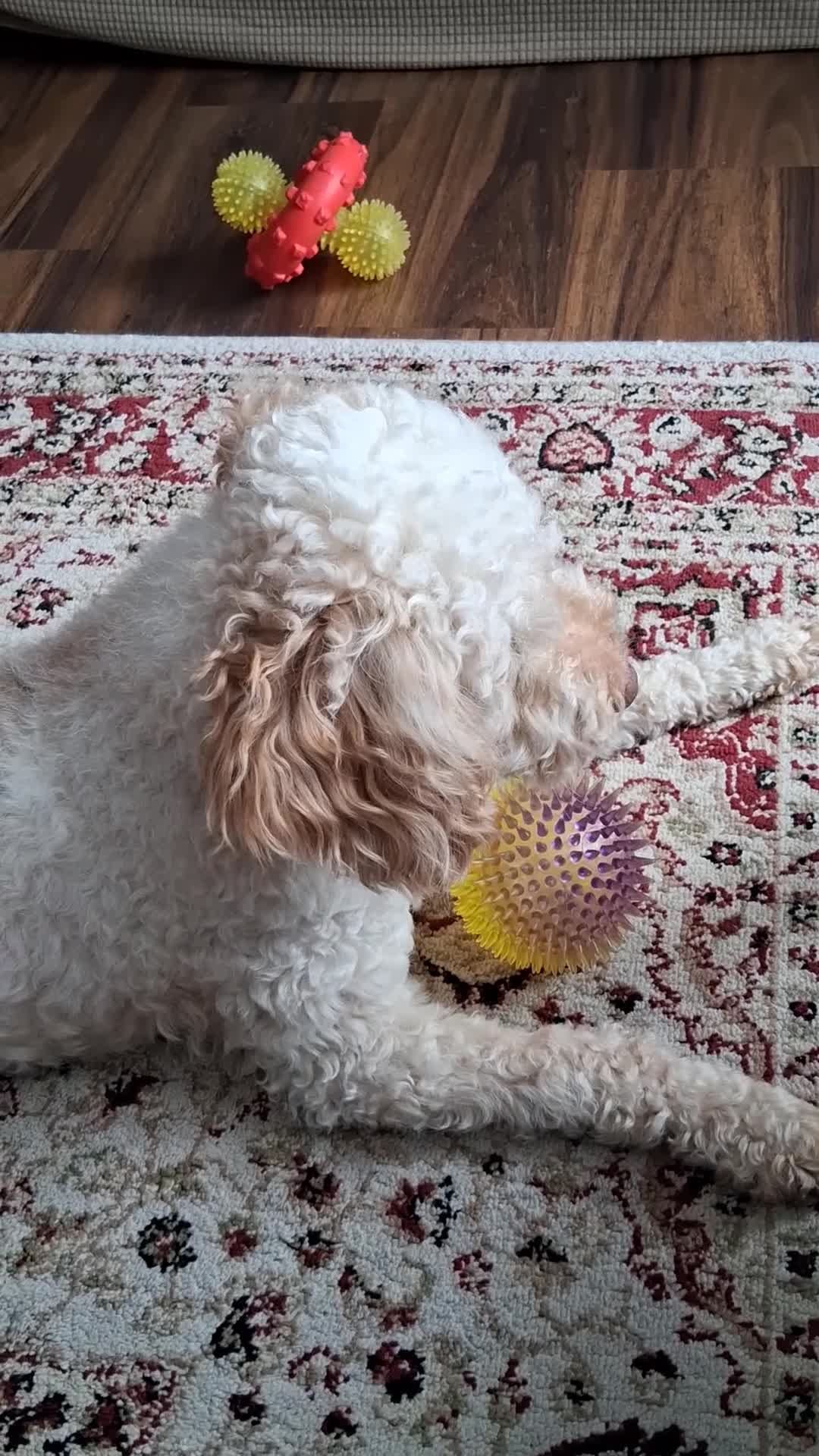 Miniature Poodle dogs for stud: Charlie - Video 1
