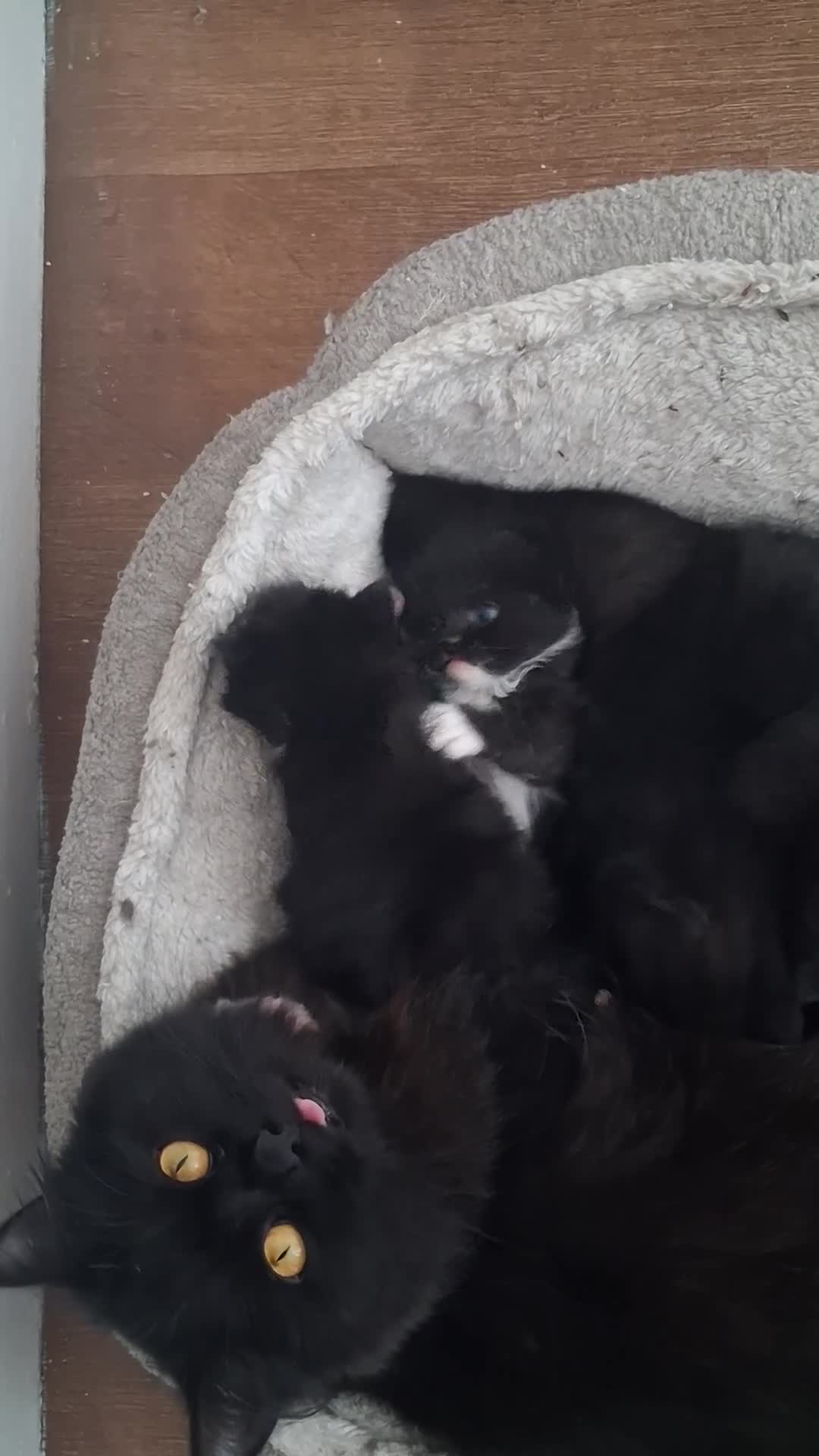 Mixed Breed cats for sale: Turkish Angola mix breed in Birmingham - Video 1