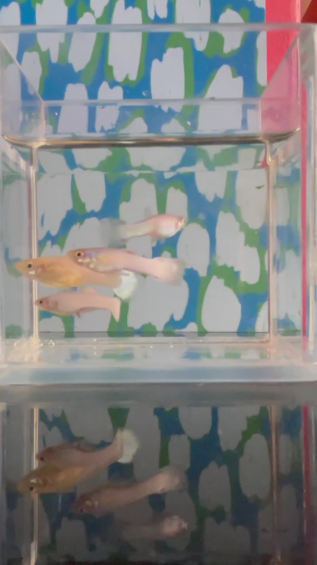 Live Bearers fish for sale: Blue grass /platinum white / panda/ koi guppies  - Video 1