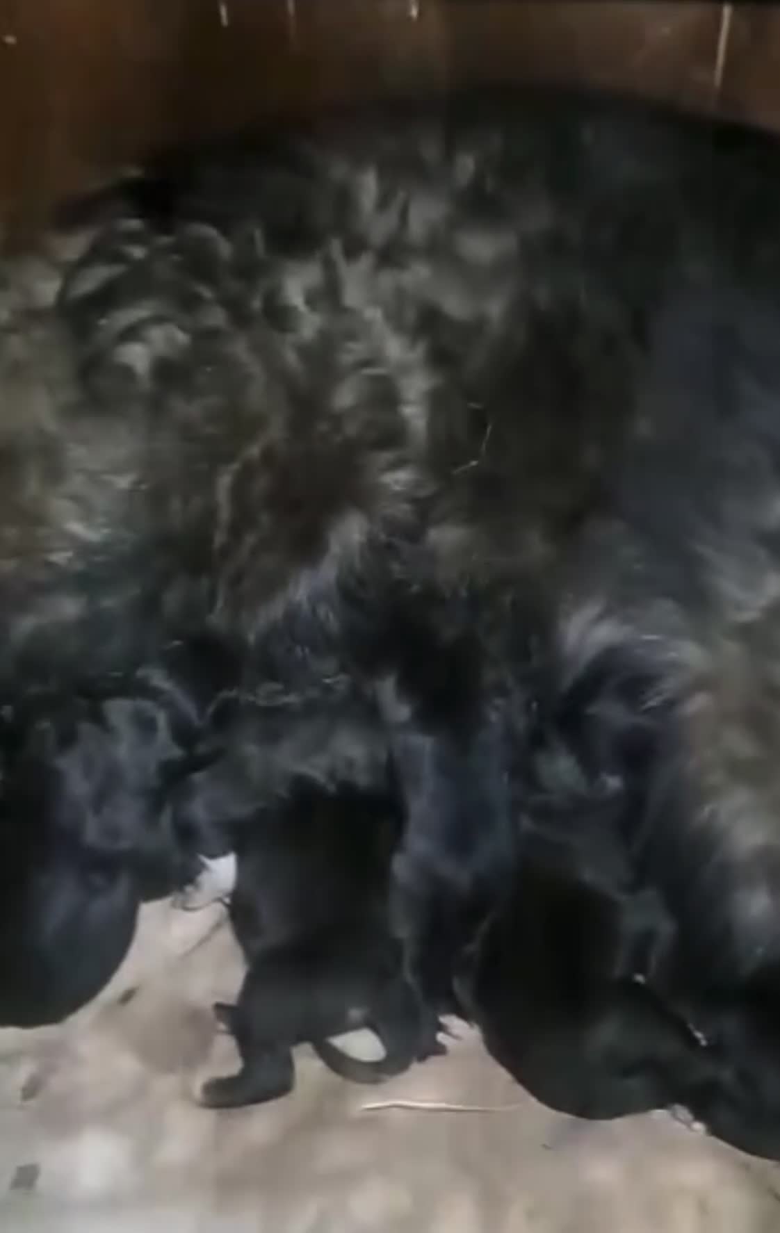 Caucasian Shepherd Dog dogs for sale: Rare Caucasian Ovcharka Puppy  - Video 1