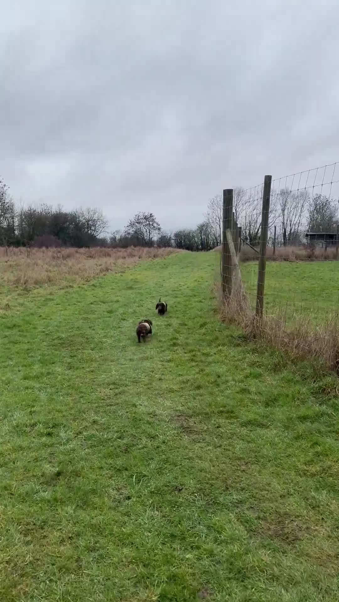 Miniature Dachshund dogs for sale: Mini Daschunds  - Video 1