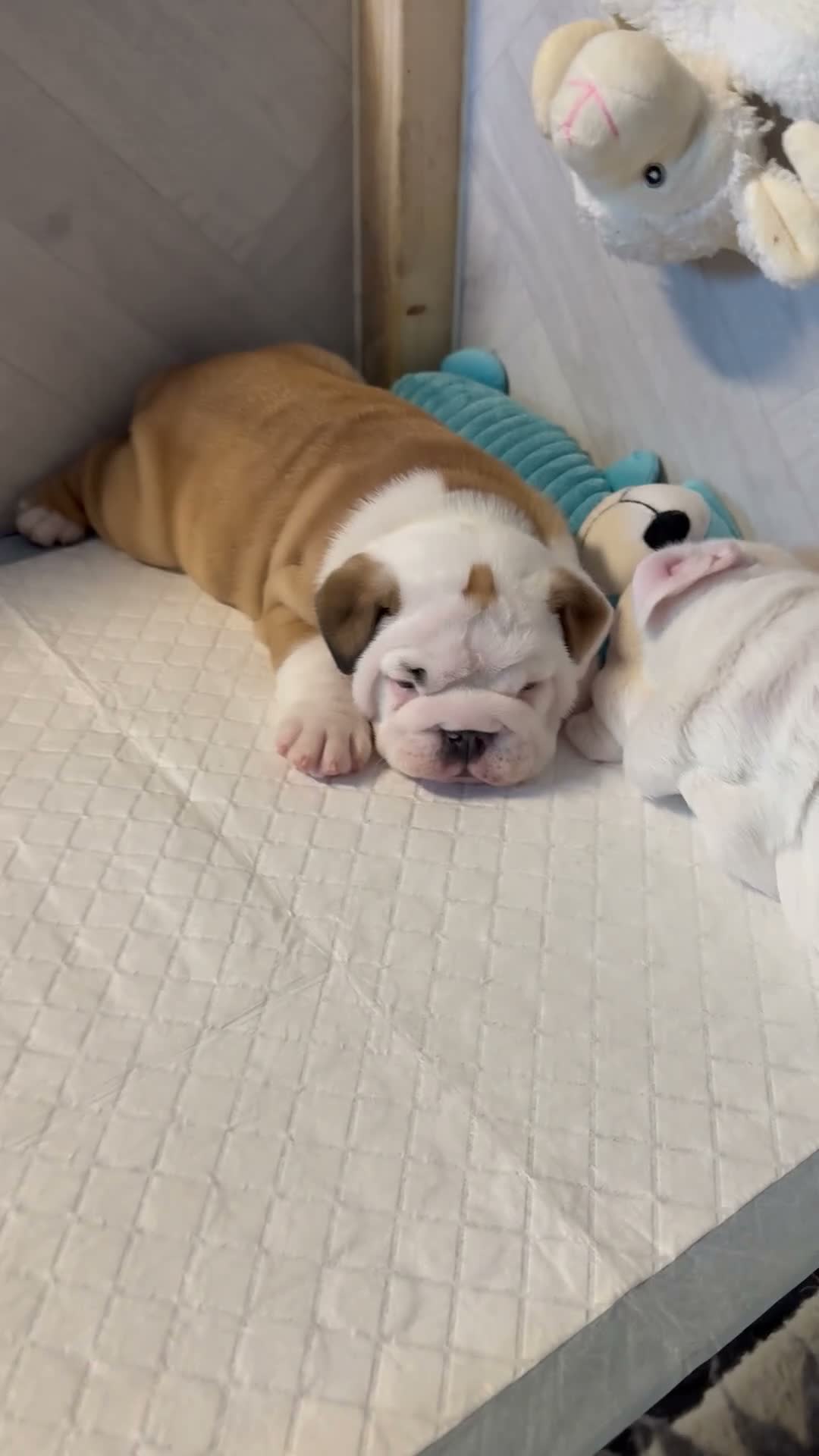 English Bulldog dogs for sale: Julie chalk  in Norwich - Video 2