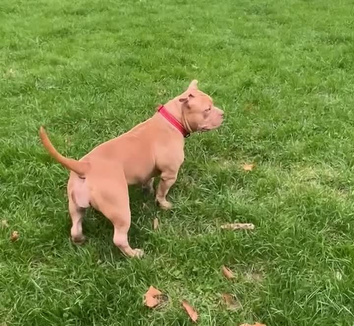 American Bully dogs for sale: 8 month old female pocket bully  - Video 1
