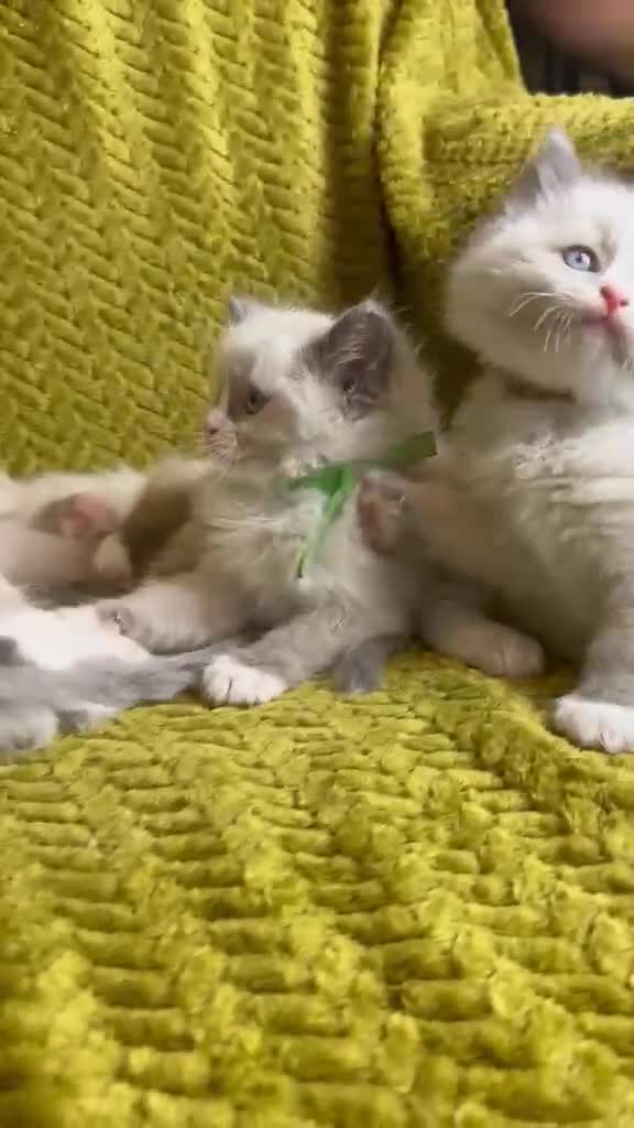 Ragdoll cats for sale: Sweet Ragdoll Kittens Looking for Loving Families  - Video 2