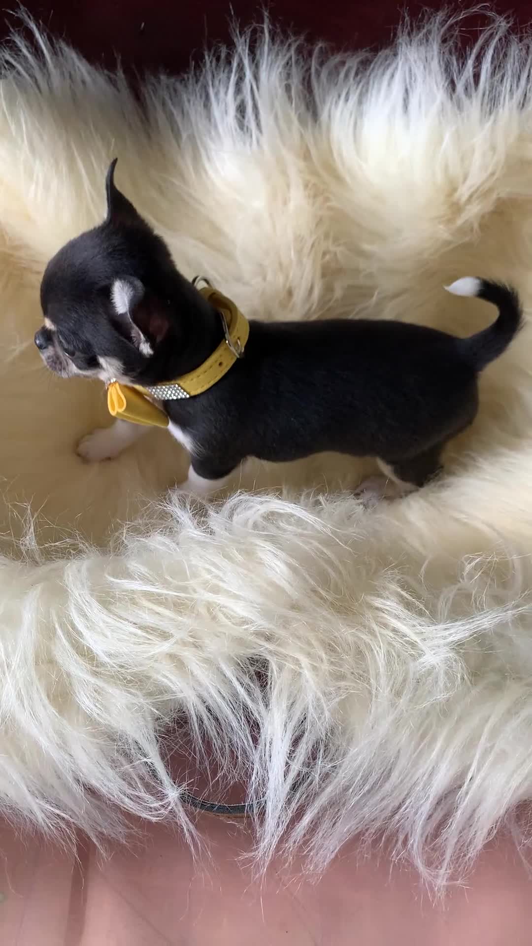 Chihuahua dogs for sale: 5* LICENSED READY💕 KC SMOOTH CHI BABY BOYS X2  - Video 4