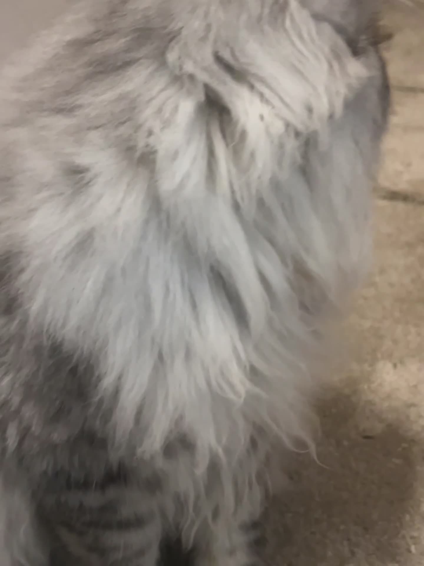 Persian cats for stud: chinchilla Persian stud ONLY  - Video 1