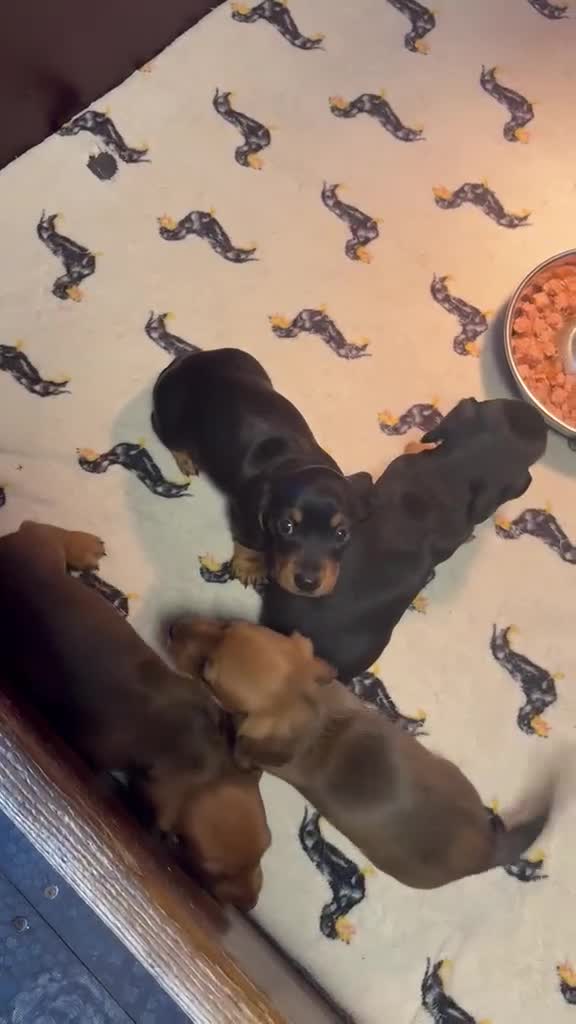 Miniature Dachshund dogs for sale: Miniature dachshund puppys  - Video 1