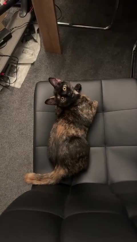 British Shorthair cats for sale: Miss  in Luton - Video 3