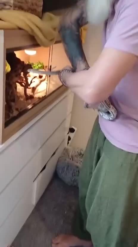 Corn Snake reptiles for sale: Corn snake  - Video 1
