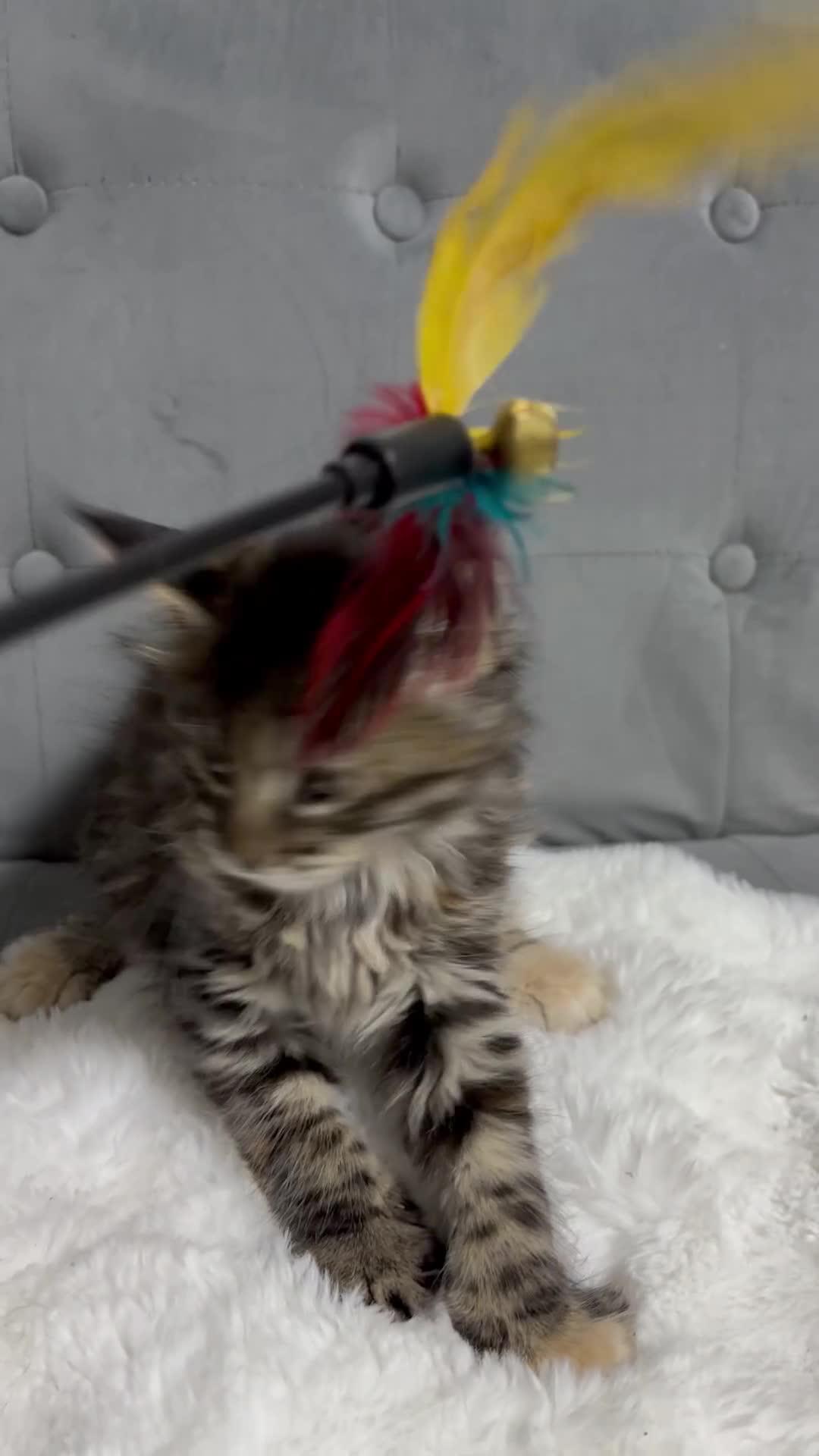 Maine Coon cats for sale: ⭐️Stunning Brown Torbie White Tabby Maine Coon - Video 1