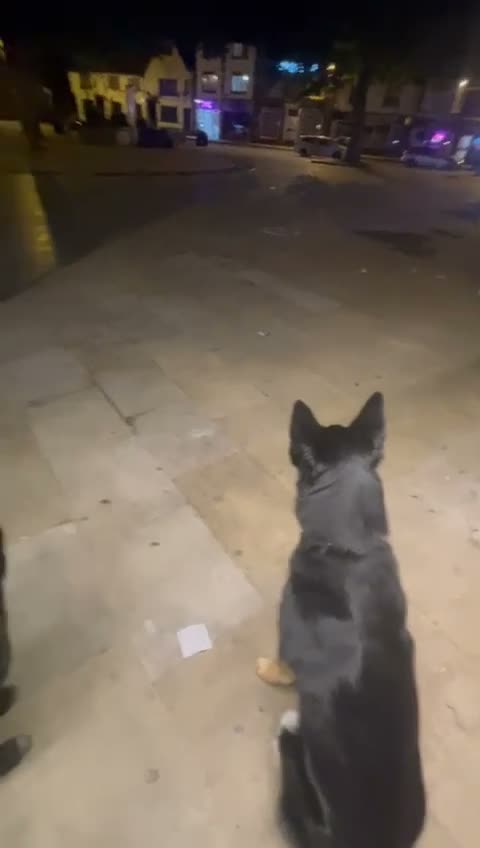 Mixed Breed dogs for sale: Stunning Shepherd Puppies Parents Can Be Seen - Video 3