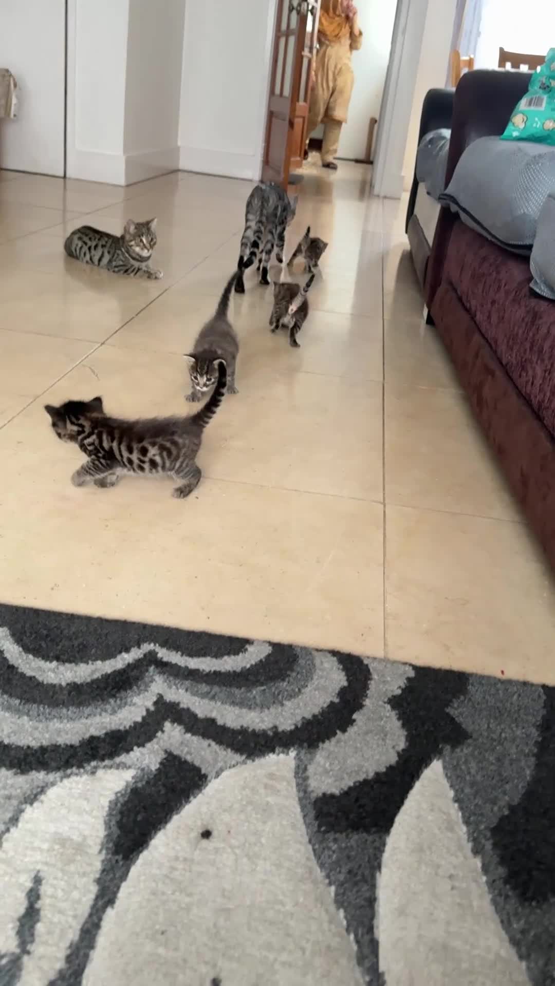 Bengal cats for sale: Adorable bengal kittens for sale✨ - Video 2