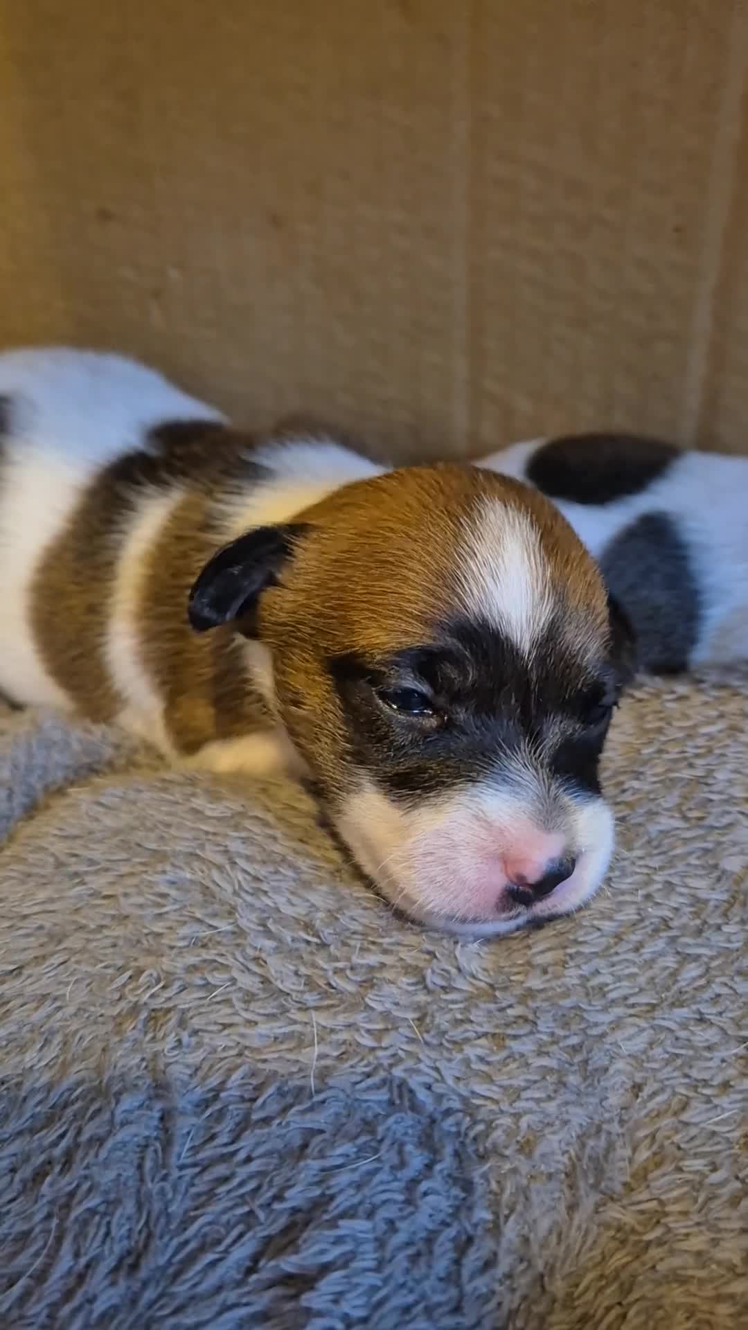 Jack Russell dogs for sale: Jack Russel puppies  - Video 1