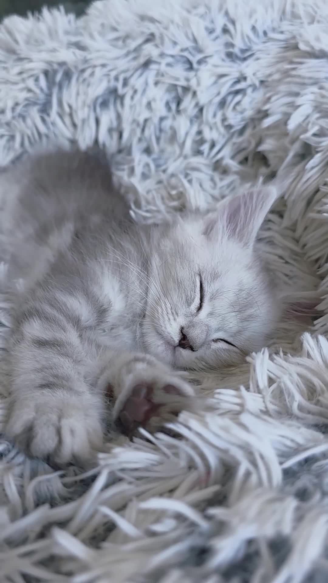 Maine Coon cats for sale: 🐾 Maine Coon Kittens Looking for Loving Homes 🐾 - Video 1