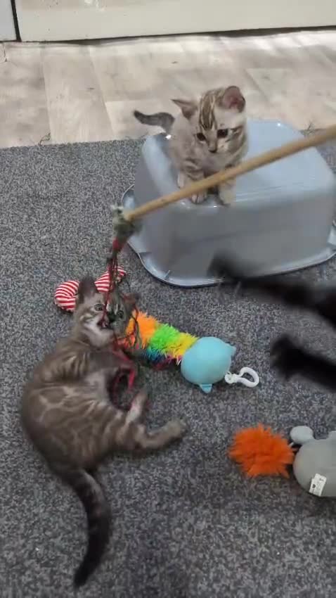 Bengal cats for sale: 🔥✨Pedigree TICA-Registered Bengals - Video 4