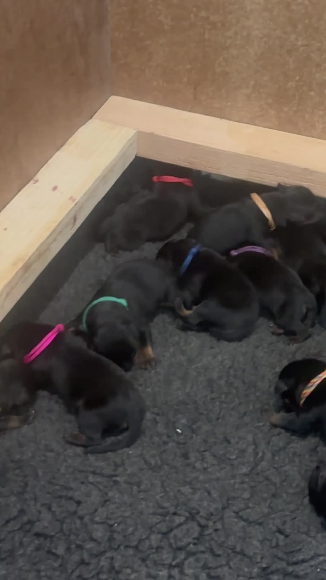 Rottweiler dogs for sale: Amazing Rottweiler litter of 12, 5 girls 7 boys  - Video 1