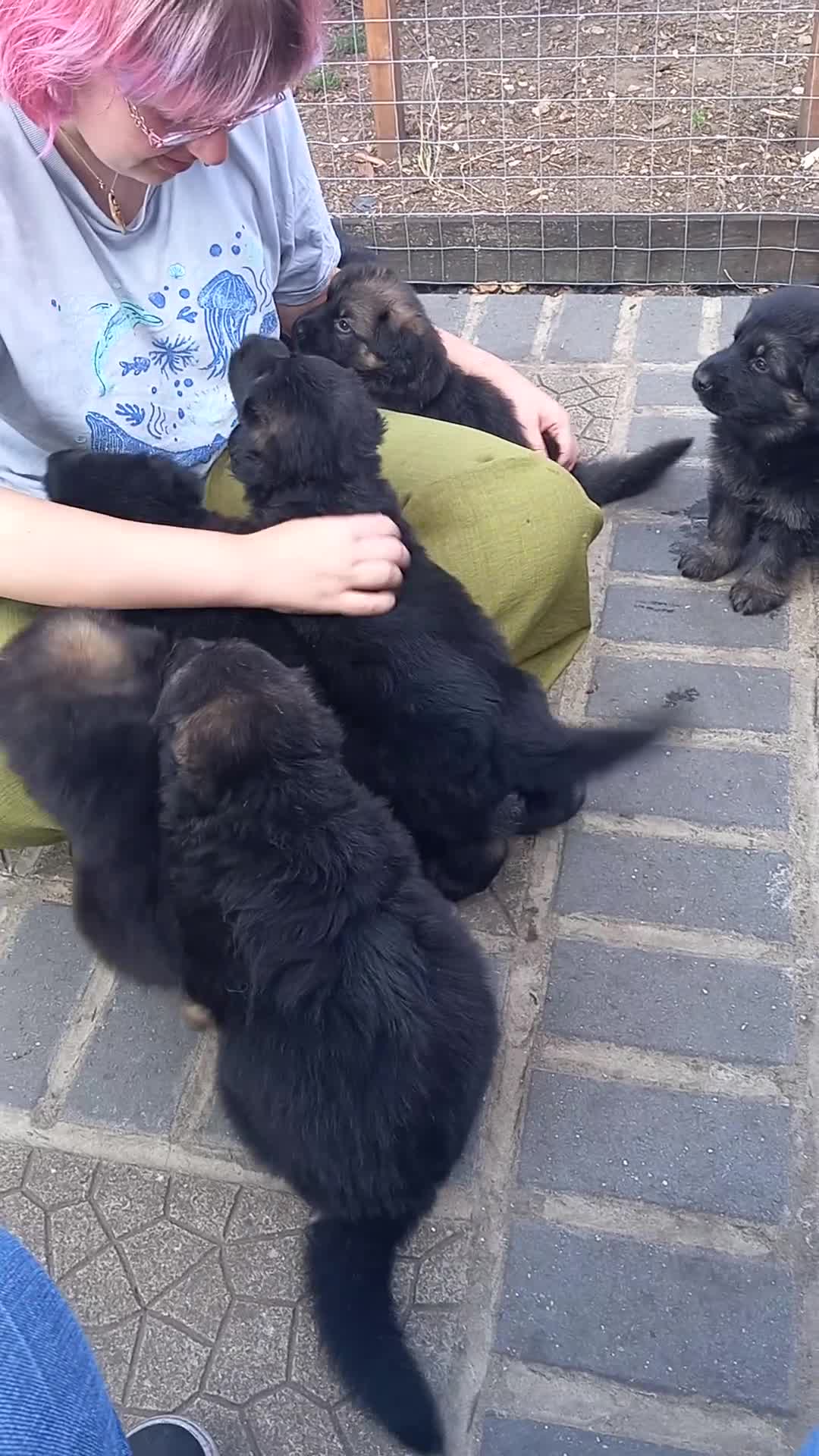 German Shepherd dogs for sale: BEAUTIFUL LONG COAT GERMAN SHEPHERD PUPPIES in Lincoln - Video 1