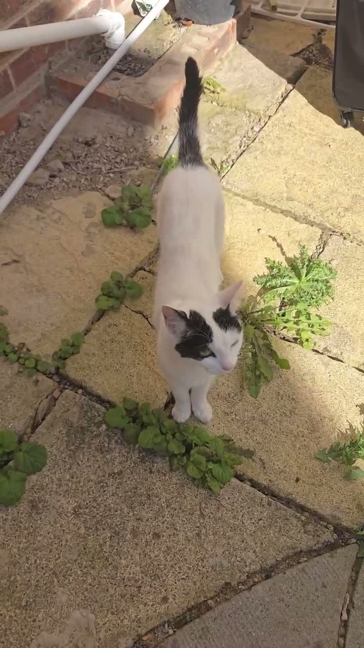 Mixed Breed cats for sale: One year old male neutered cat in Birmingham - Video 1