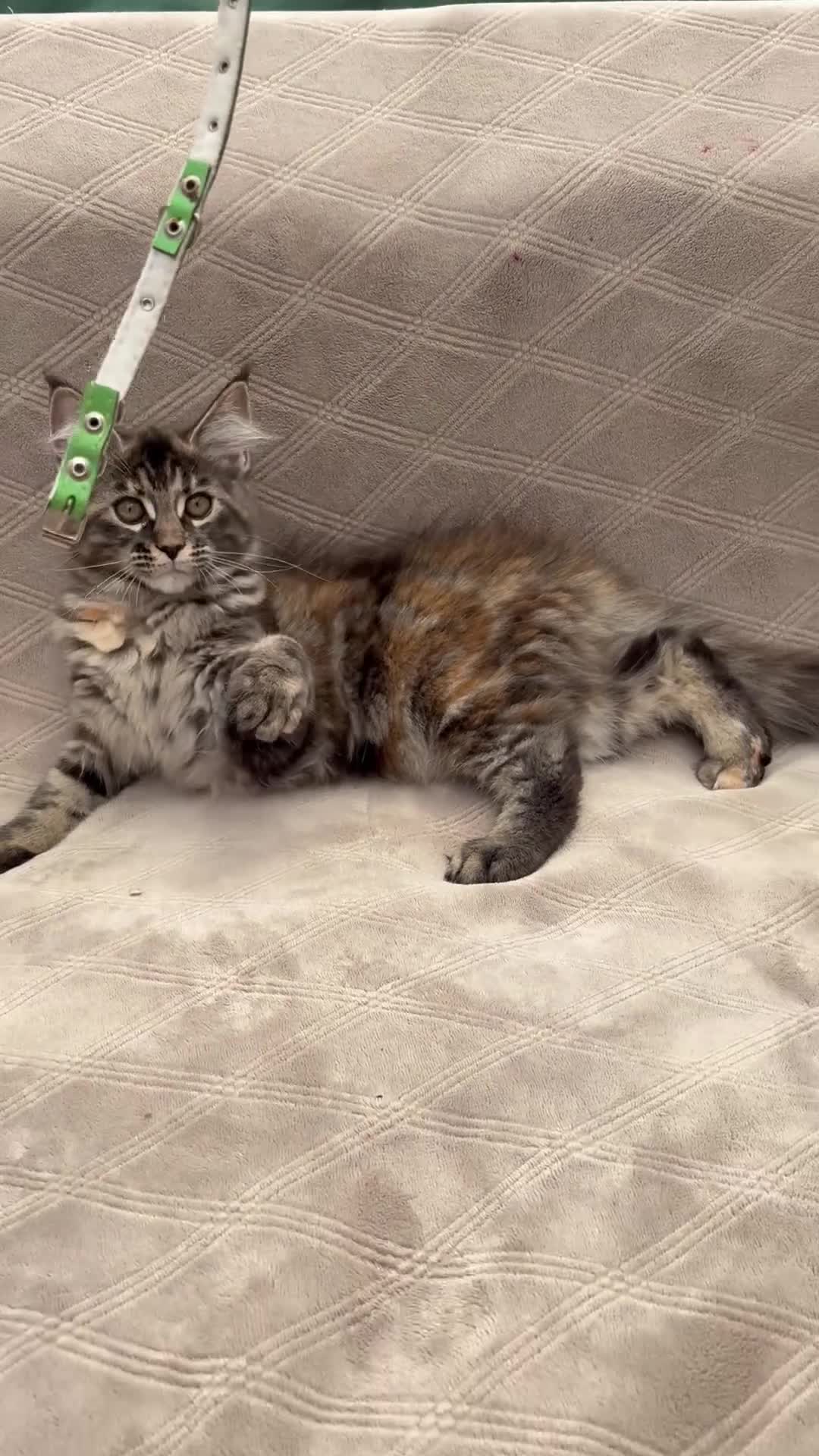 Maine Coon cats for sale: Pure blood Beautiful Maine coon kittens  - Video 1