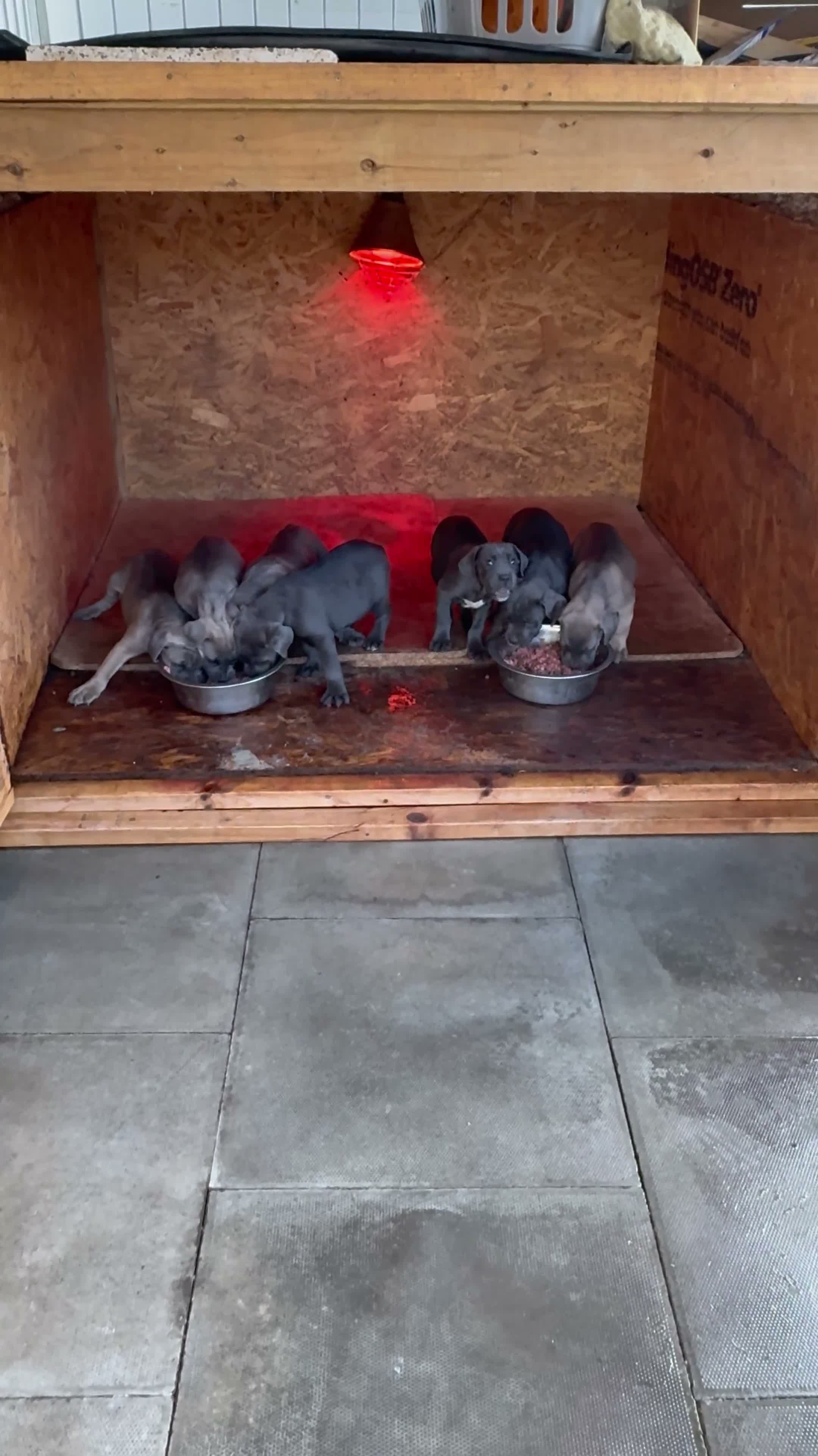 Cane Corso dogs for sale:  PREMIUM CHAMPION BLOODLINE CANE CORSO PUPPIES  - Video 2