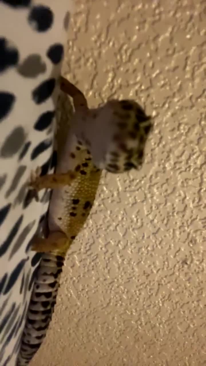 Leopard Gecko reptiles for sale: leopard gecko  - Video 2