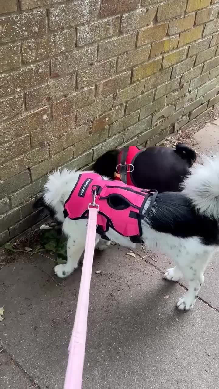 Mixed Breed dogs for adoption: ROSA - FOR ADOPTION  - Video 1
