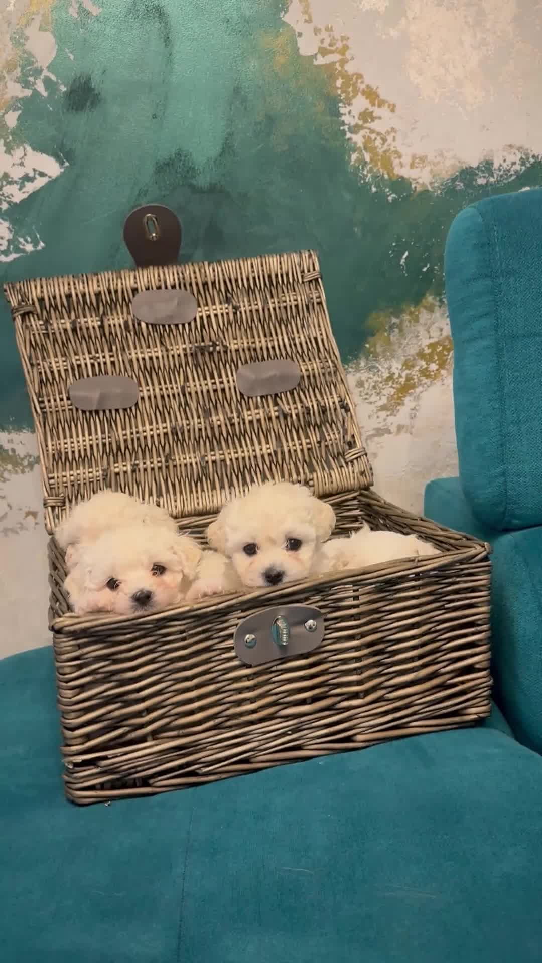 Bichon Frise dogs for sale: ✨ Bichon Frisé Puppies from Champion Bloodlines ✨ - Video 2