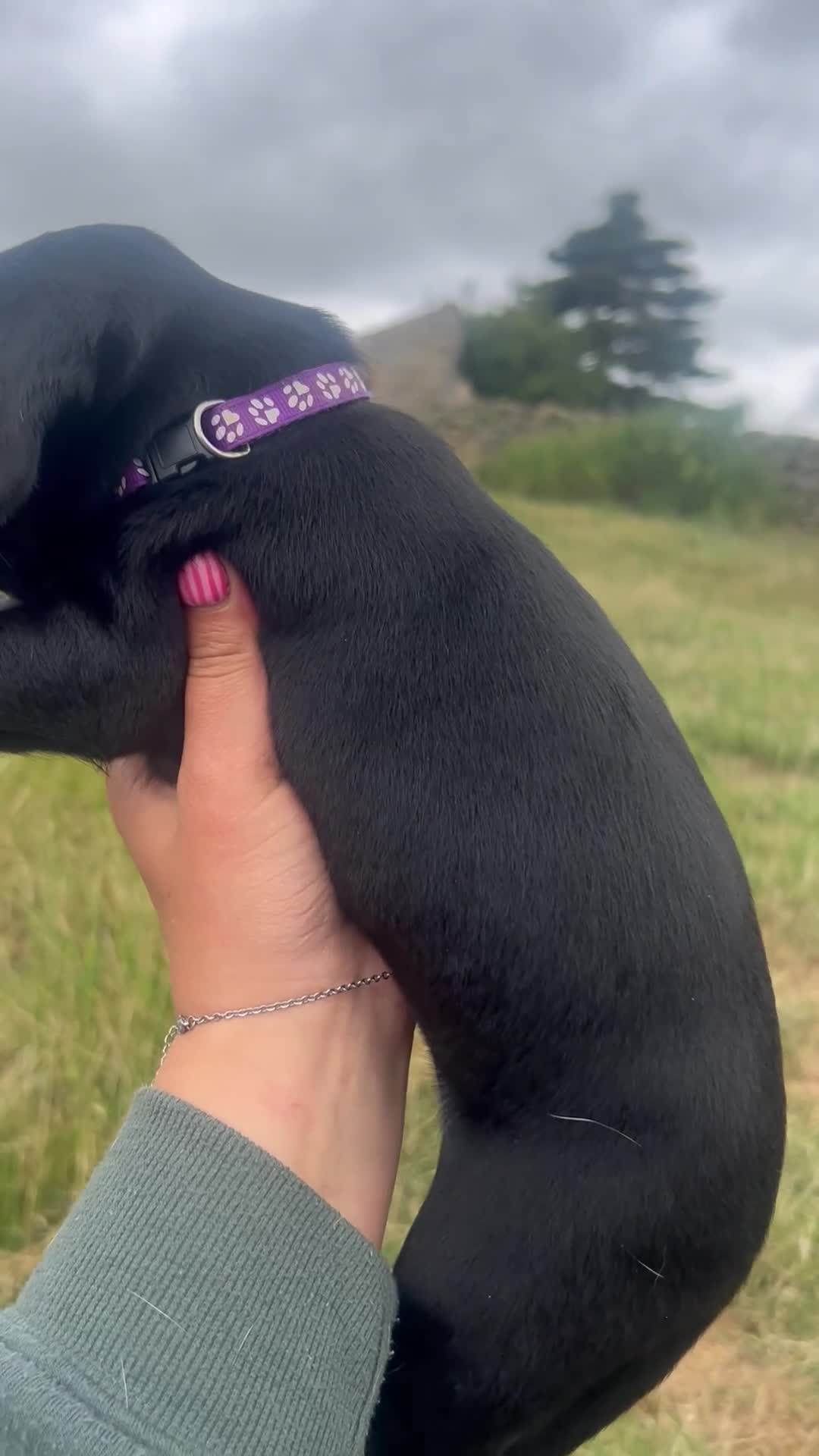 Labrador Retriever dogs for sale: KC Labrador puppies  - Video 1
