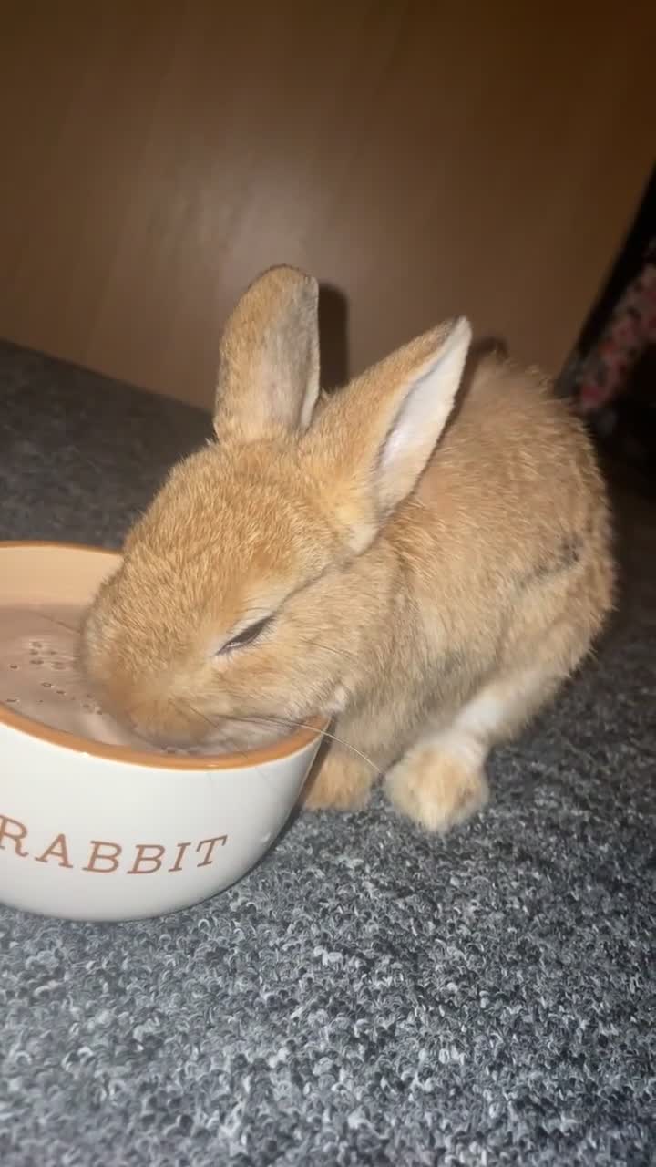 Dwarf Lop rabbits for sale: Dwarf female rabbit  - Video 3