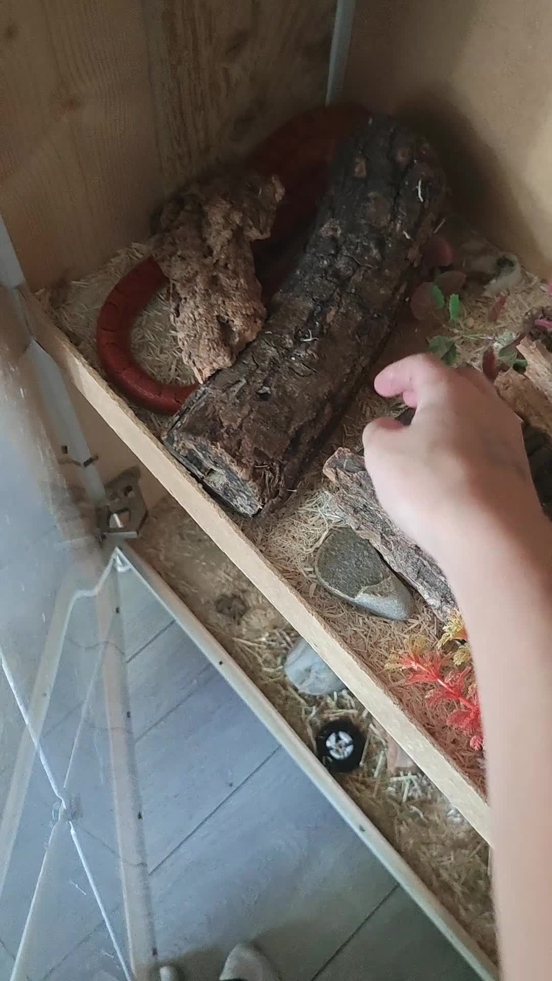 Corn Snake reptiles for sale: A beautiful corn snake in Wellingborough - Video 1