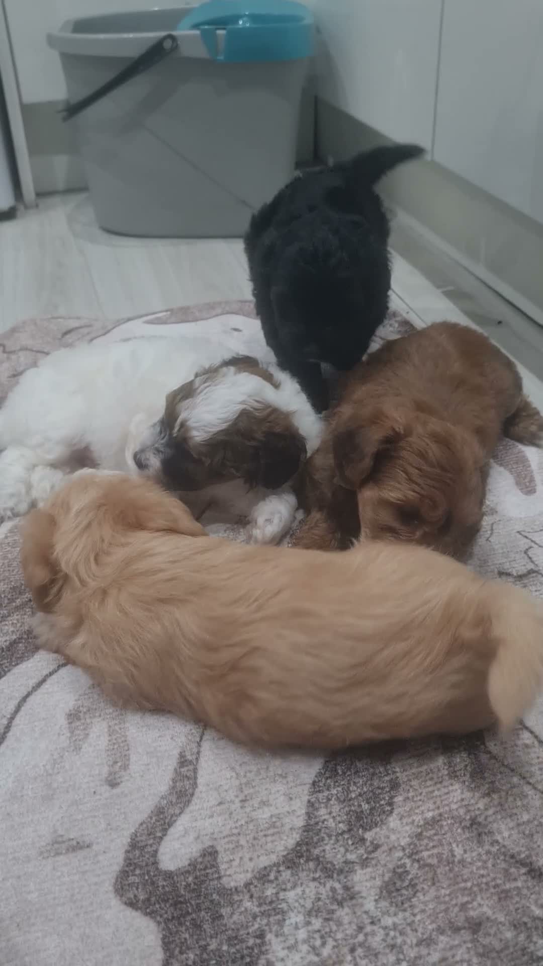 Jackapoo dogs for sale: 3 fluffy Jackapoo Puppies for sale - Video 1
