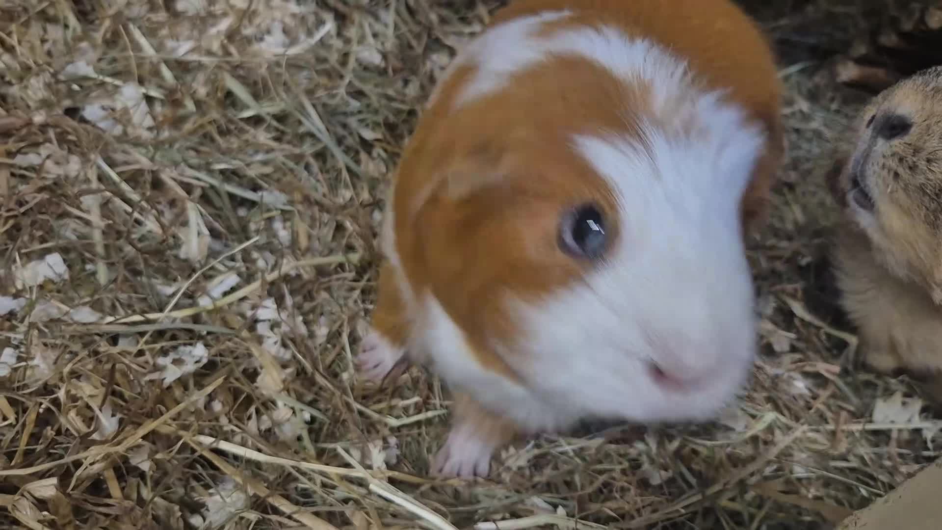 Guinea Pig rodents for sale: Millie & Tilly Guinea Pigs  - Video 1