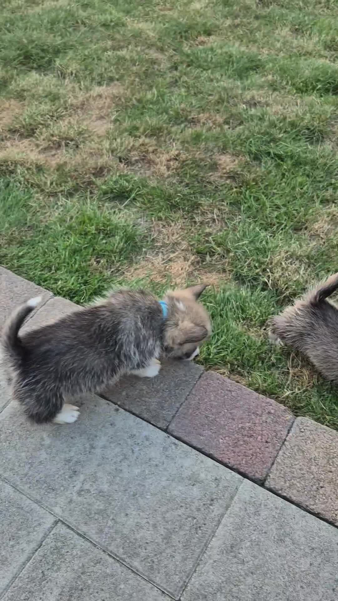 Welsh Corgi Pembroke dogs for sale: Pembrokeshire welsh corgi puppues in Lisburn - Video 1