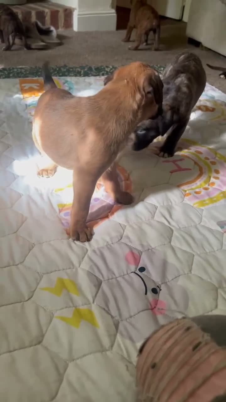 Boxer dogs for sale: Only 1 girl left - Video 1