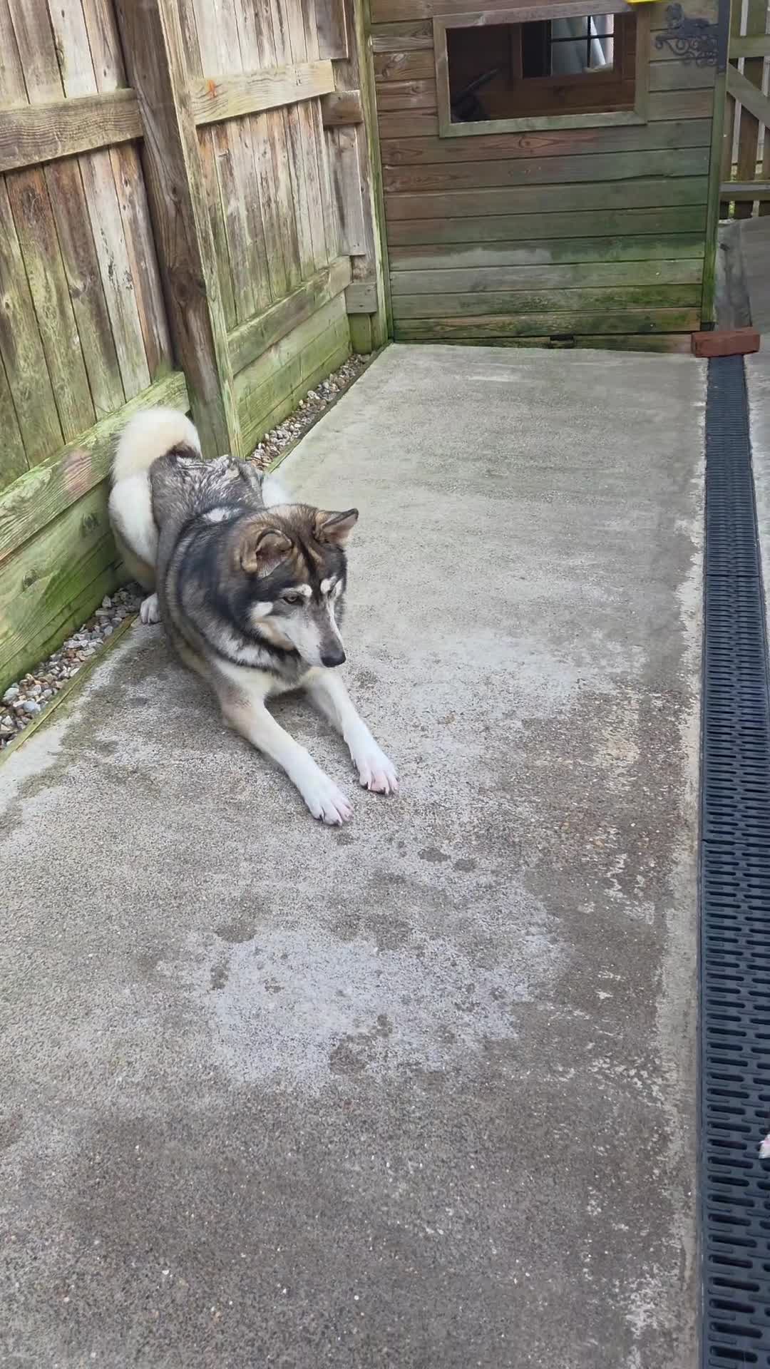 Papillon dogs for sale: Papillon puppy girls - Video 1