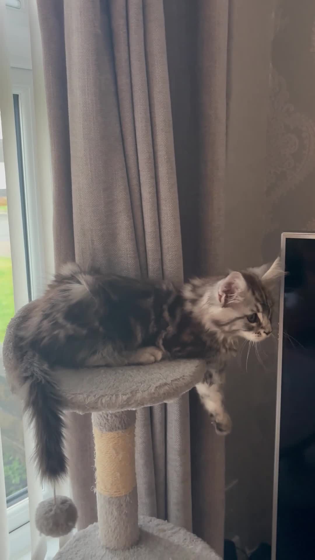 Maine Coon cats for sale: Ready to leave quality Maine coon kittens - Video 3